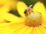Honey bee collecting pollen (take care of the countryside)